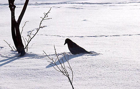 Crow In the Snow