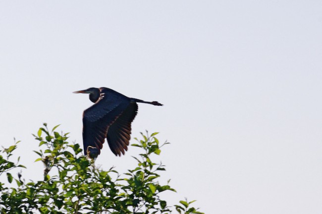 New visitor, a Great Blue Heron