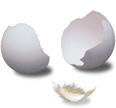 broken eggshell