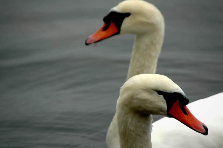 bastish swans