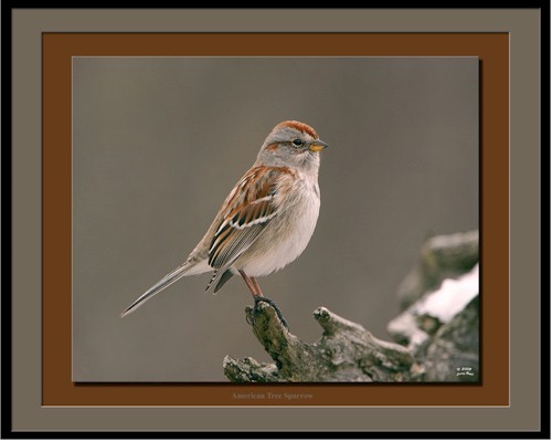 birdstar dot org photo tree sparrow