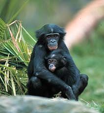 bonobos2