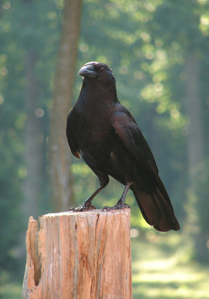 crow stock 3 by inki_stock