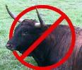 no bull