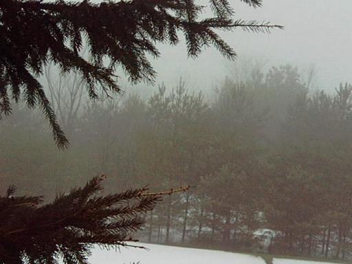 winter thru trees
